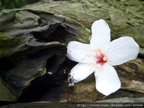 鶯歌牛灶坑山賞桐花 112.JPG