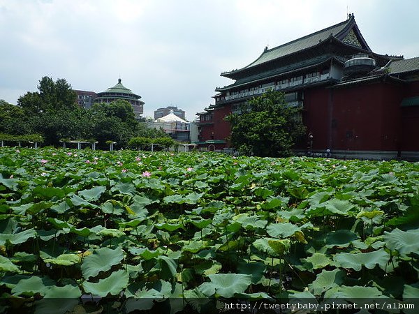 台北植物園 059.JPG