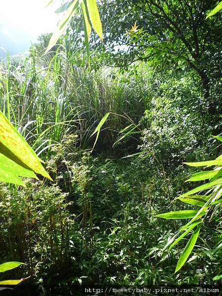 冷水坑公共溫泉.七股山登山口.牛奶湖 065.JPG