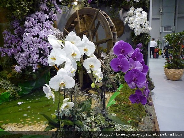 妹妹逛花博 084.JPG