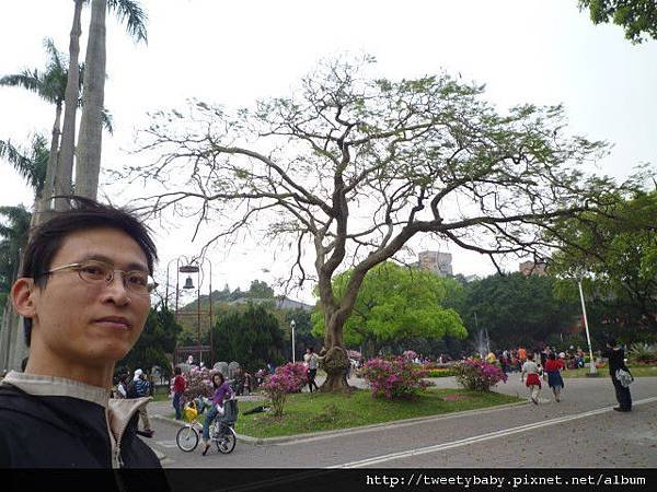 台大賞杜鵑 101.JPG