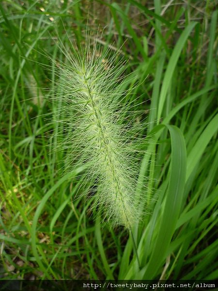 台北植物園 054.JPG