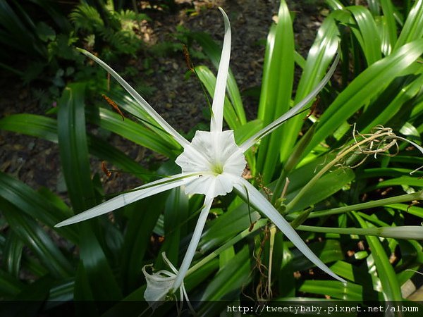 台北植物園 038.JPG