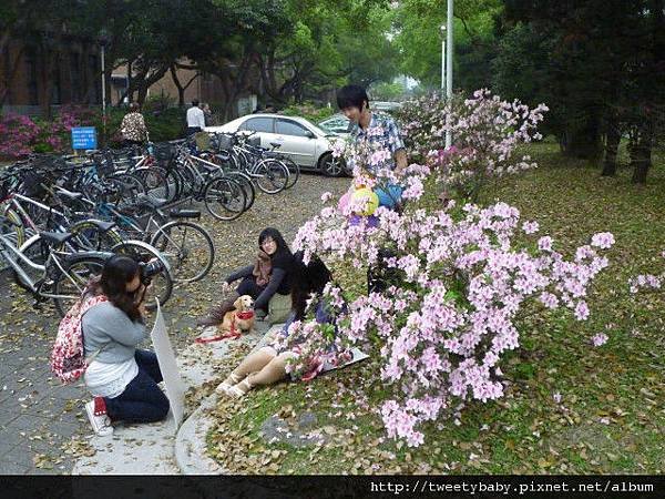 台大賞杜鵑 129.JPG