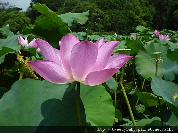 台北植物園 011.JPG