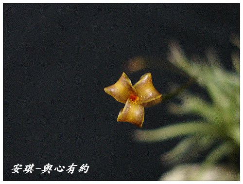 空氣鳳梨 Tillandsia rectangula-2 9 (1)