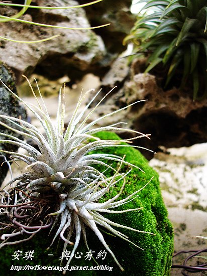 空氣鳳梨 Tillandsia ionantha Zebrian 斑馬小精靈1 (1).jpg