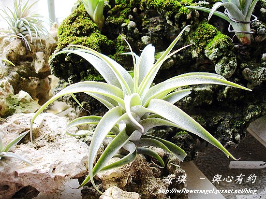 空氣鳳梨 Tillandsia cacticola 卡地可樂 1 (1).jpg