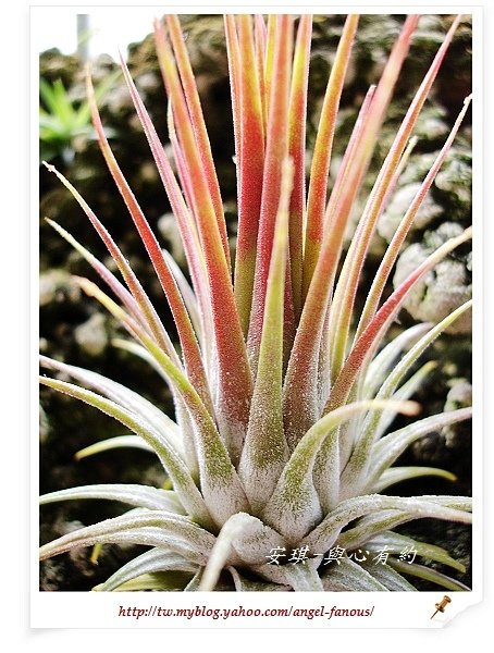 空氣鳳梨 Tillandsia ionantha 變異種小精靈  開花4 (1)