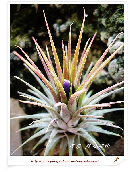 空氣鳳梨 Tillandsia ionantha 變異種小精靈  開花5 (1)