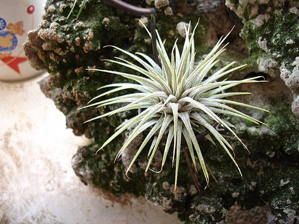 空氣鳳梨 Tillandsia ionantha 變異小精靈