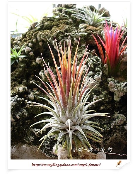 空氣鳳梨 Tillandsia ionantha 變異種小精靈  開花3 (1)