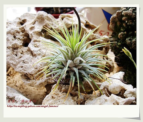 空氣鳳梨 Tillandsia ionantha 變異種小精靈  開花2 (1)