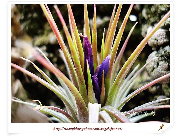 空氣鳳梨 Tillandsia ionantha 變異種小精靈  開花9 (1)