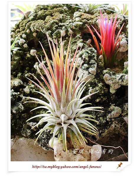 空氣鳳梨 Tillandsia ionantha 變異種小精靈  開花11 (1)