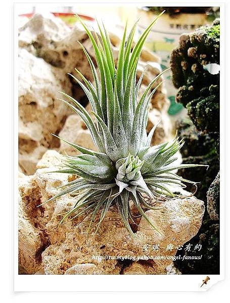 空氣鳳梨 Tillandsia 花生米小精靈 1 (1).jpg