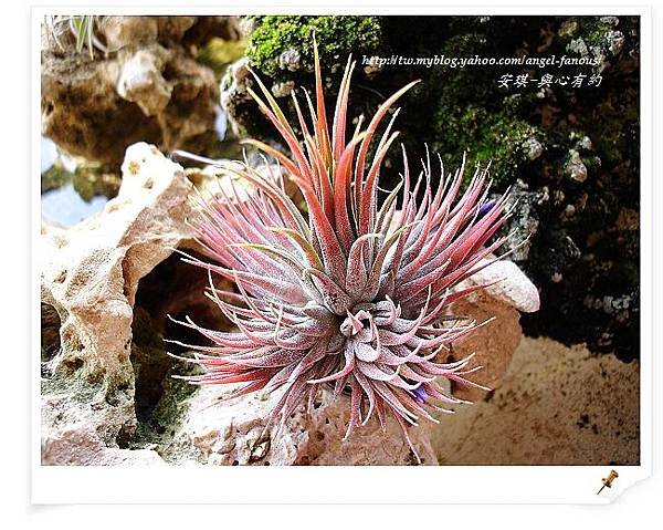 空氣鳳梨 Tillandsia 花生米小精靈 3 (1).jpg