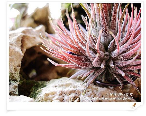 空氣鳳梨 Tillandsia 花生米小精靈 4 (1).jpg