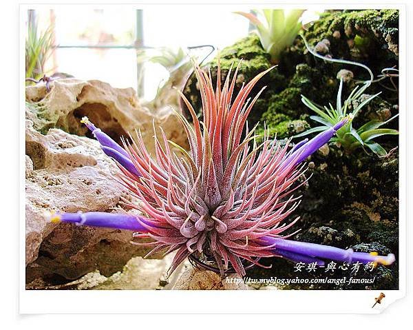 空氣鳳梨 Tillandsia 花生米小精靈 7 (1).jpg