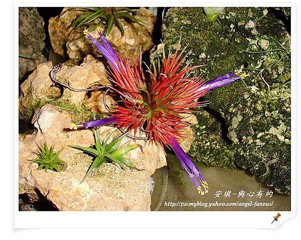 空氣鳳梨 Tillandsia 花生米小精靈 9 (1).jpg