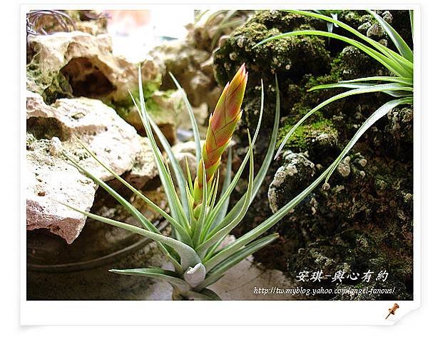 空氣鳳梨 Tillandsia concolor 空可樂1 (1).jpg