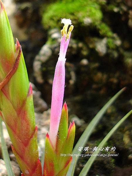 空氣鳳梨 Tillandsia concolor 空可樂9 (1).jpg