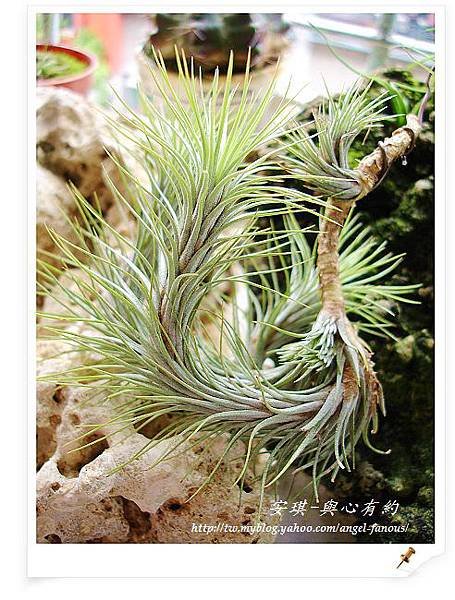 空氣鳳梨 Tillandsia funckiana 狐狸尾1 (1).jpg