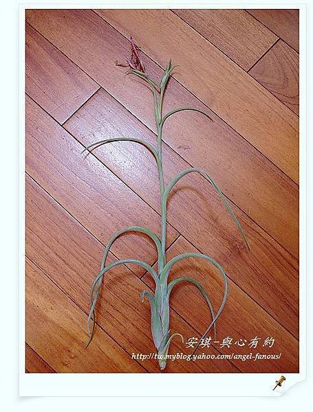 空氣鳳梨 Tillandsia intermedia 花中花1 (1).jpg