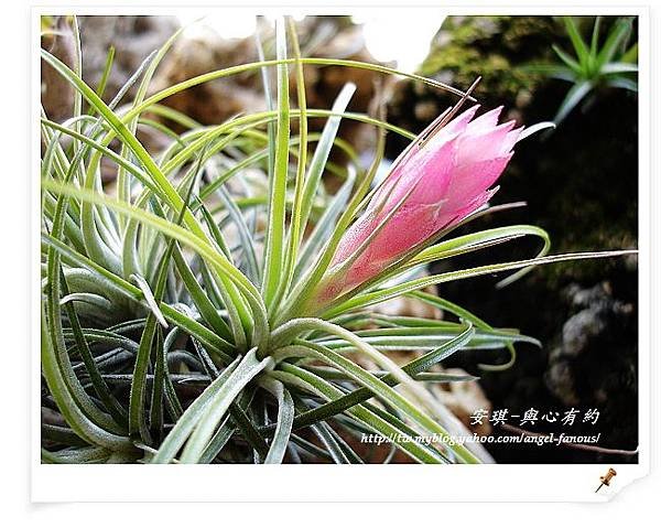 空氣鳳梨 Tillandsia stricta 多國花 第2年開花2 (2).jpg