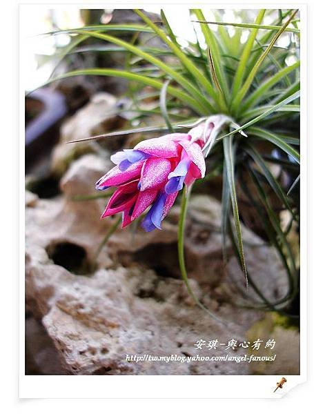 空氣鳳梨 Tillandsia stricta  多國花 第2年開花6 (1).jpg