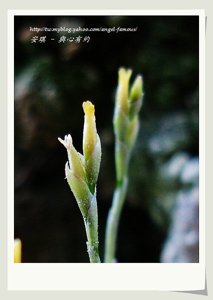 空氣鳳梨 Tillandsia tricholepsis  草皮鳳7 (1).jpg