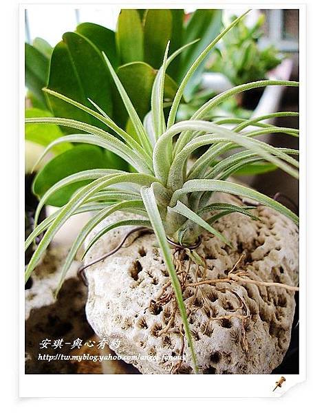 空氣鳳梨 Tillandsia ionantha x concolor 小精靈x空可樂1 (1).jpg