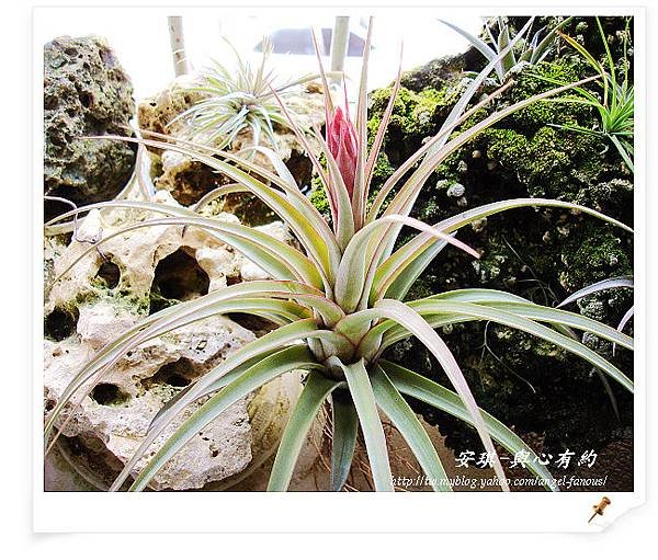 空氣鳳梨 Tillandsia streptophylla x concolor 電捲燙x空可樂1 (1).jpg