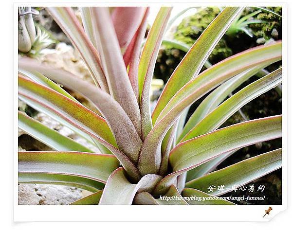 空氣鳳梨 Tillandsia streptophylla x concolor 電捲燙x空可樂3 (1).jpg