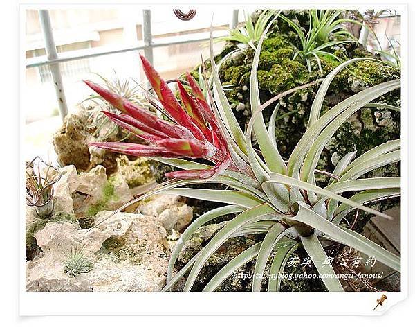 空氣鳳梨 Tillandsia streptophylla x concolor 電捲燙x空可樂5 (1).jpg