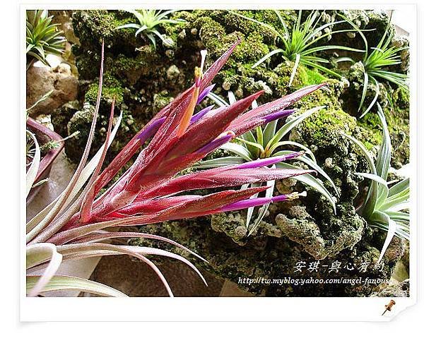 空氣鳳梨 Tillandsia streptophylla x concolor 電捲燙x空可樂6 (1).jpg