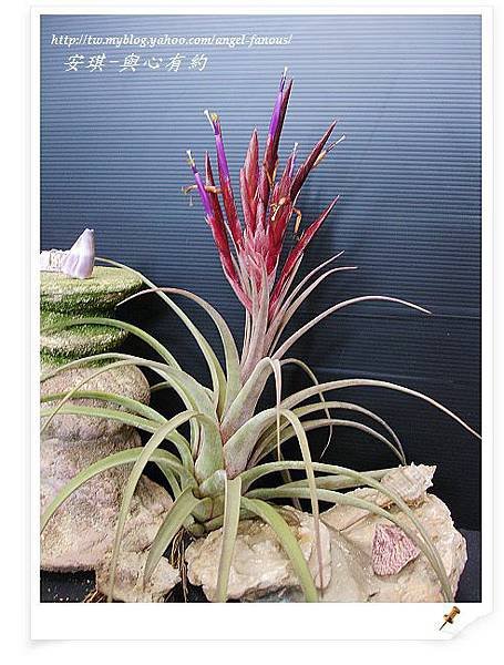 空氣鳳梨 Tillandsia streptophylla x concolor 電捲燙x空可樂8 (1).jpg