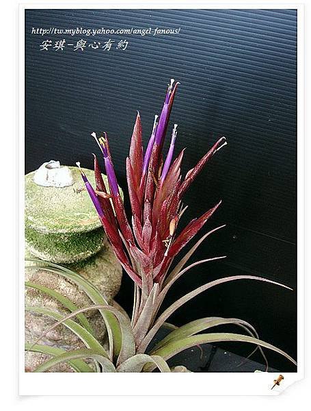 空氣鳳梨 Tillandsia streptophylla x concolor 電捲燙x空可樂9 (1).jpg