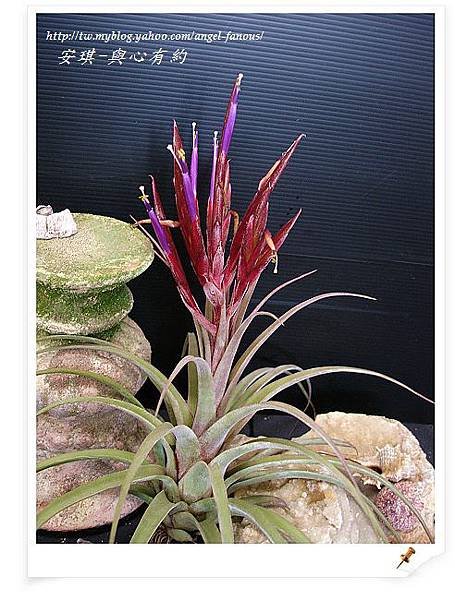 空氣鳳梨 Tillandsia streptophylla x concolor 電捲燙x空可樂10 (1).jpg