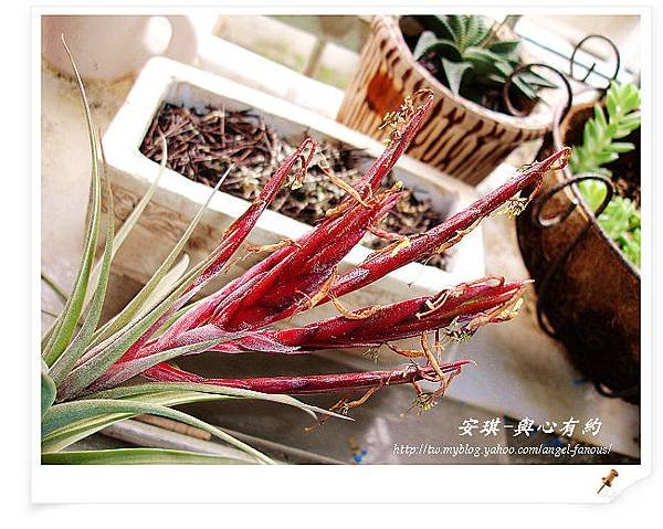 空氣鳳梨 Tillandsia streptophylla x concolor 電捲燙x空可樂11 (1).jpg