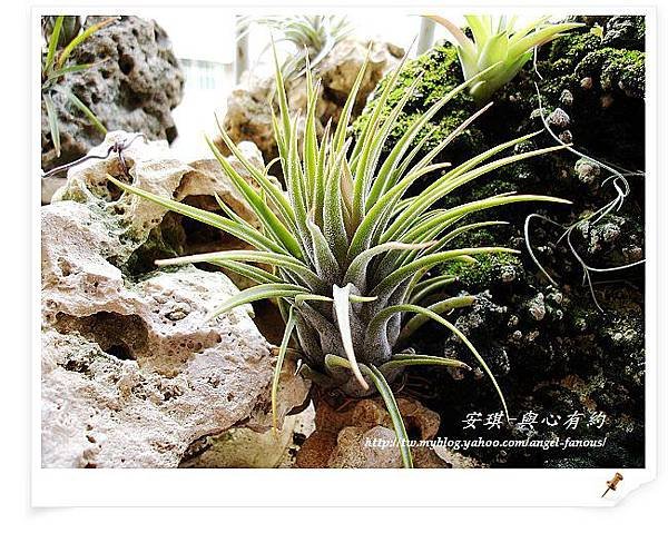 空氣鳳梨 Tillandsia seleriana x ionantha 犀牛角x小精靈1 (1).jpg