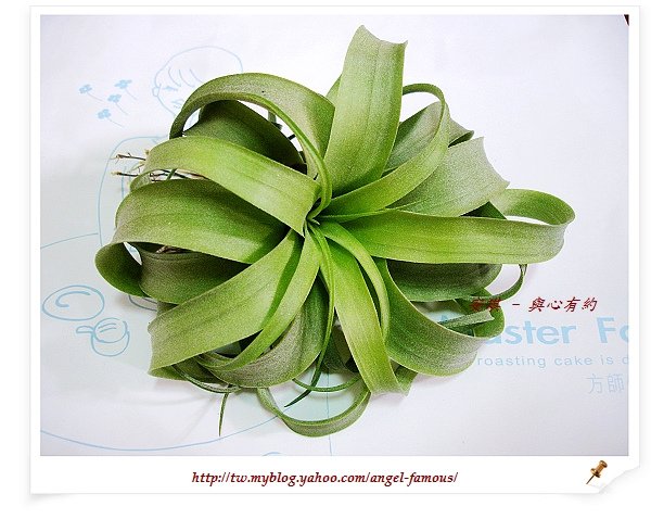 空氣鳳梨 Tillandsia streptophylla × xerographica 電捲燙×霸王鳳1 (1).jpg