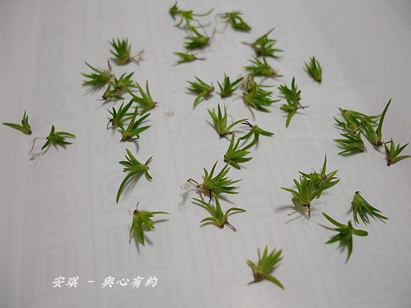 貝可利種子發芽4 (2).jpg