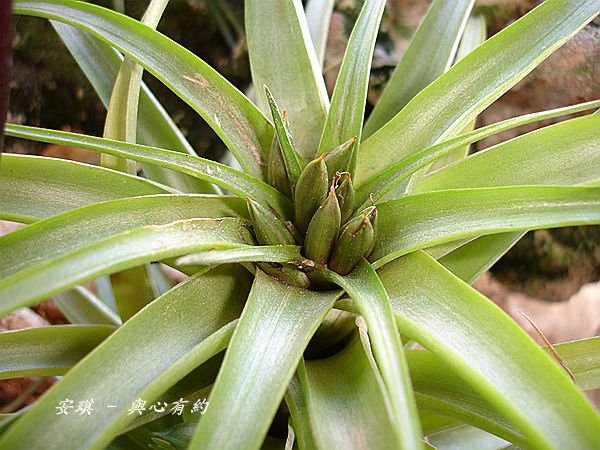 空氣鳳梨 Tillandsia brachycaulos 貝可利爆莢 %26; 種子如何處理1 (2).jpg