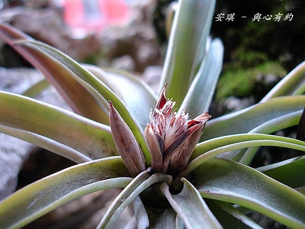 空氣鳳梨 Tillandsia brachycaulos 貝可利爆莢 %26; 種子如何處理2_副本.jpg