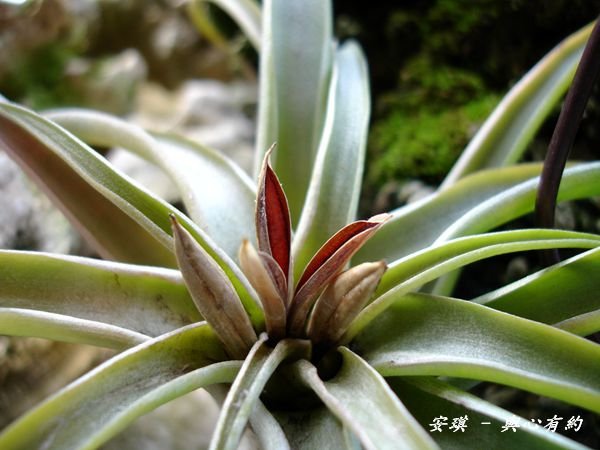 空氣鳳梨 Tillandsia brachycaulos 貝可利爆莢 %26; 種子如何處理3_副本.jpg