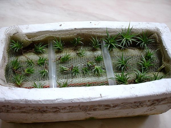 空氣鳳梨 Tillandsia brachycaulos 貝可利爆莢 %26; 種子如何處理10 (2).jpg