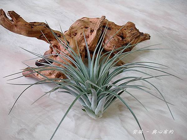 空氣鳳梨 Tillandsia %5CHouston%5C (stricta × recurvifolia) 休士頓 1 (2).jpg