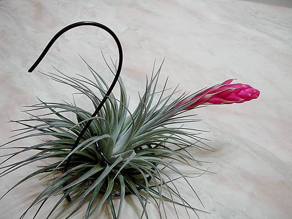 空氣鳳梨 Tillandsia %5CHouston%5C (stricta × recurvifolia) 休士頓 8 (2).jpg