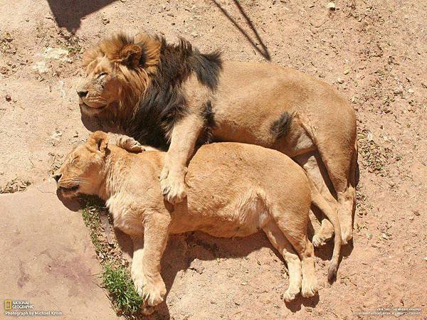 Lion Pair Sleep by National Geo